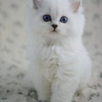 chatons british longhair silver shaded et point #3