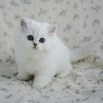 chatons british longhair silver shaded et point