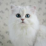chatons british longhair silver shaded et point #5