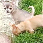 chihuahua poil cout