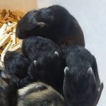 don de hamster russe noir nés le 14/12/2022