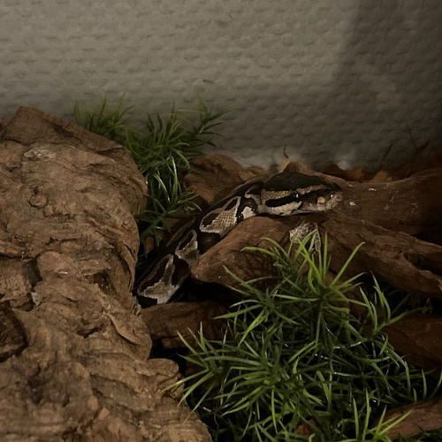 python regius + terrarium