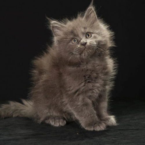 magnifiques chatons maine coon loof #0