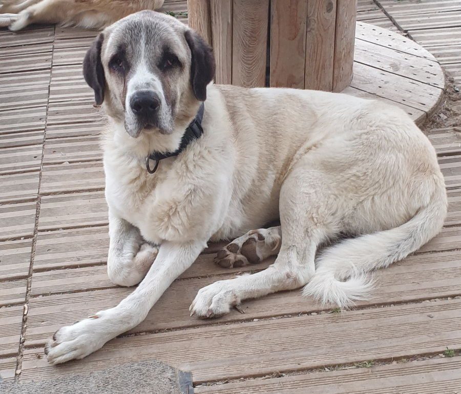 Great Pyrenees American Staffordshire Terrier Mix Staffordshire