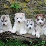 magnifiques chiots huskys sibérien lof #3