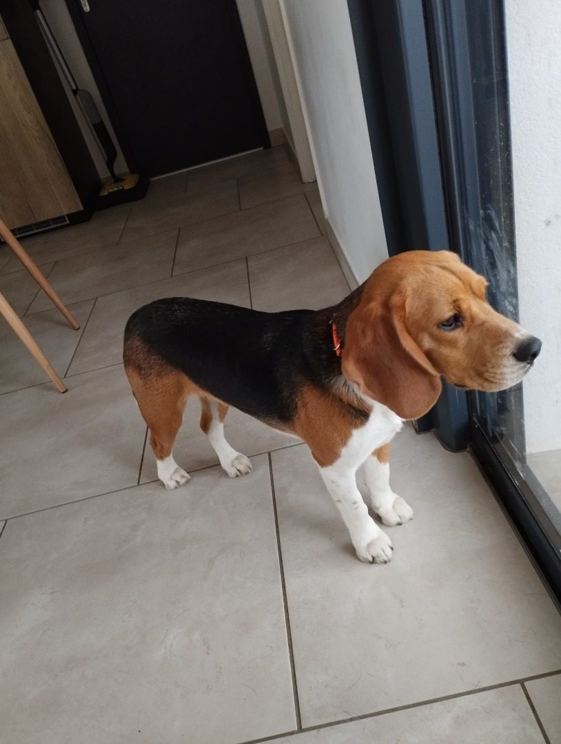 gentil jeune beagle #0