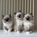 portée de trois chatons ragdoll
