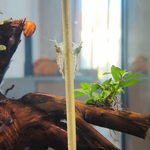 crevettes malawa mini japonica