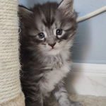maine coon #3