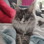 maine coon #6