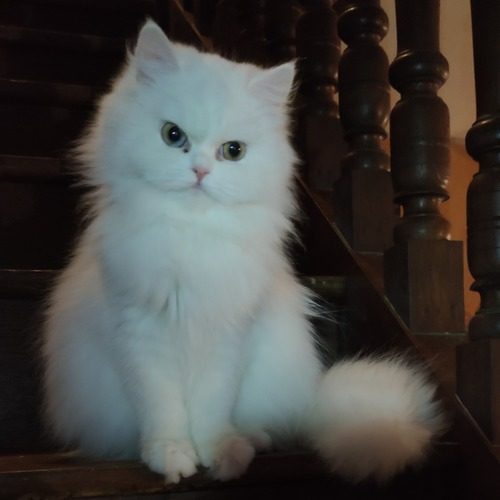 jeune chatte persan blanche