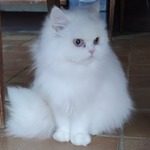 jeune chatte persan blanche #2