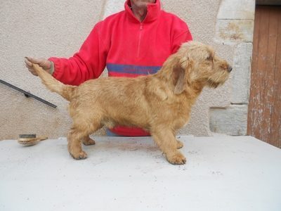 Basset Fauve De Bretagne Vendre