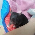 ratons mâles et femelles