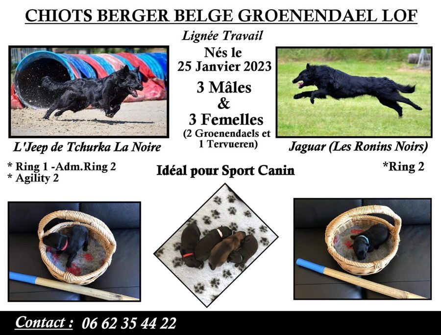 chiots berger belges groenendael #0