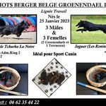 chiots berger belges groenendael #0