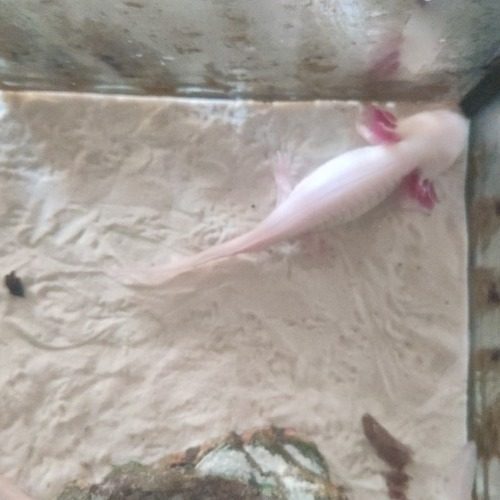 Axolotl du mois de février