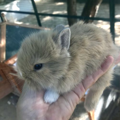 Adorables bébés lapins nains à venelles