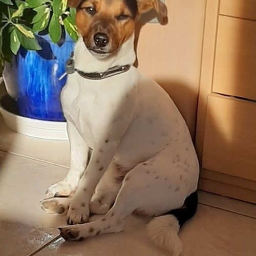 saillie jack russell