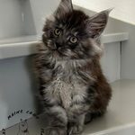 3 superbes chatons maine coon