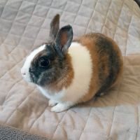 Lolita, lapine naine à l'adoption