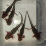 axolotl sauvage