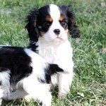 adorable chiot cavalier king charles lof