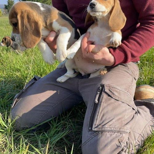 chiot beagle lof #0