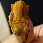 gecko à crête juvénile #1