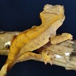 gecko à crête juvénile #2