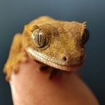 gecko à crête juvénile