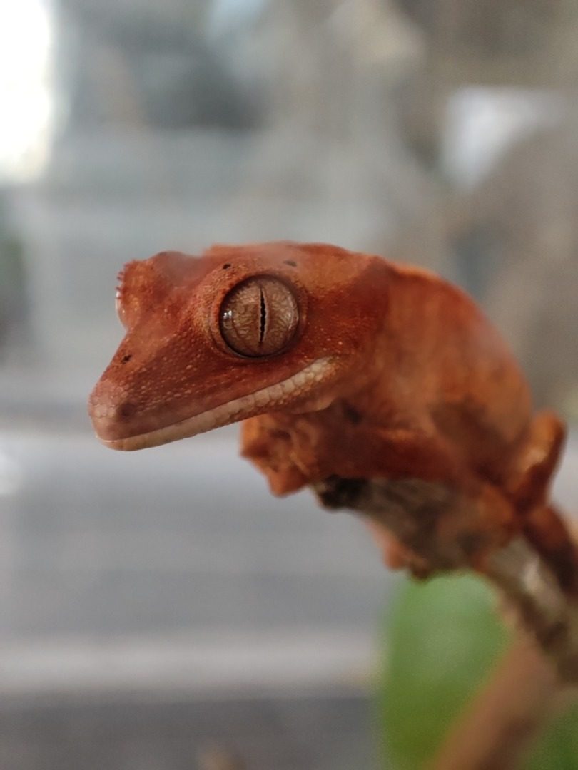 gecko à crête juvénile #0