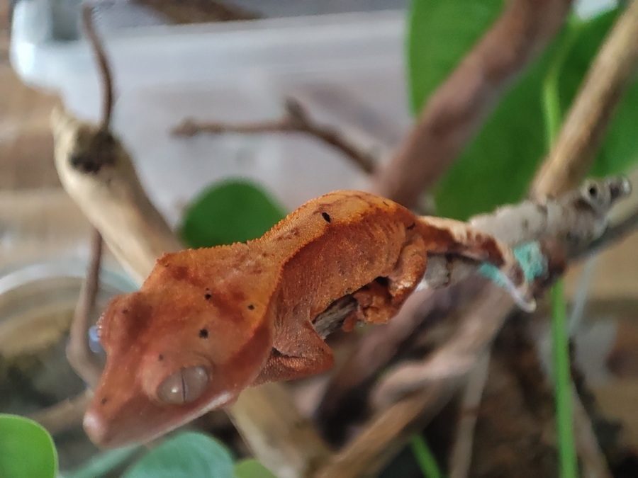 gecko à crête juvénile #2