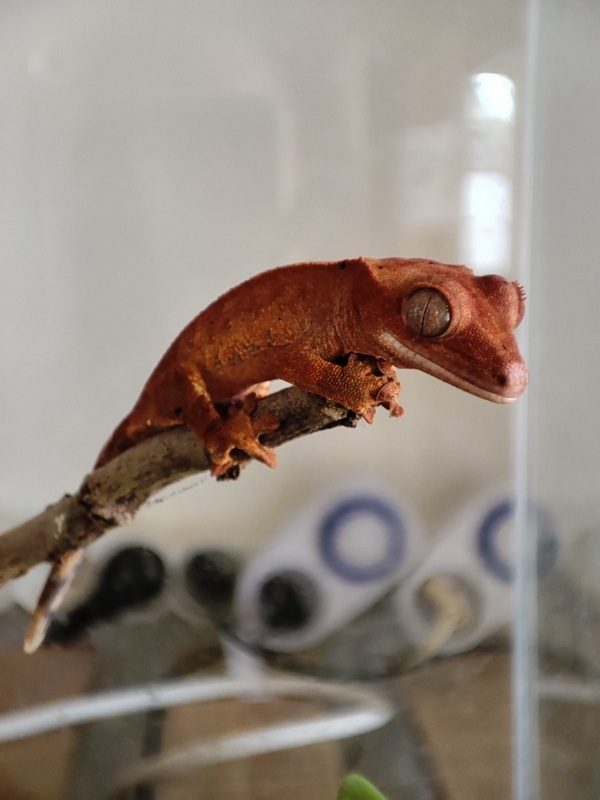 gecko à crête juvénile #3