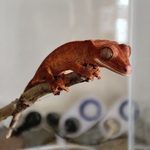 gecko à crête juvénile #3