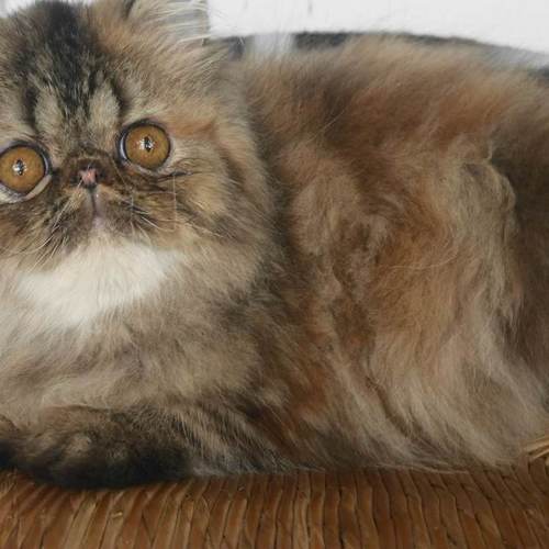 chaton femelle persan brown blotched tortie tabby