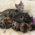 magnifiques chatons bengal loof à vendre #3