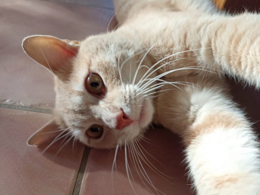 Caragrou, adorable chat à l'adoption #2
