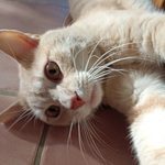 Caragrou, adorable chat à l'adoption #2