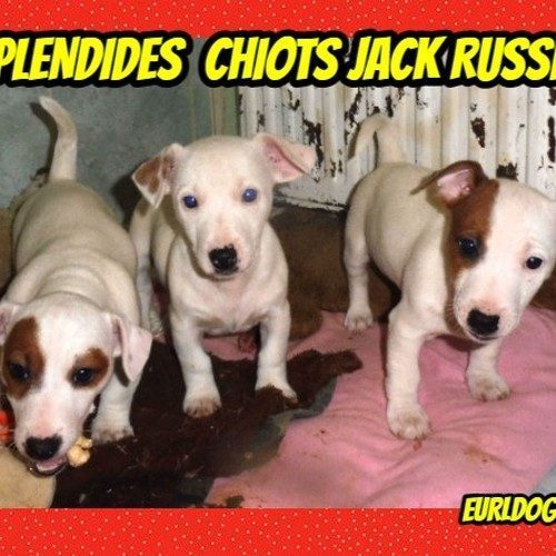 adorables chiots jack russel