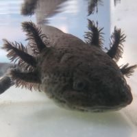 Vends 3 axolotls