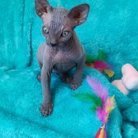 Adorable chaton mâle sphynx bleu loof