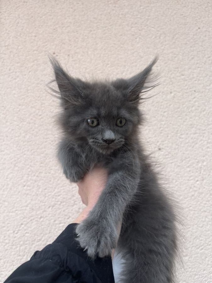 Chaton maine coon femelle blue loof #2