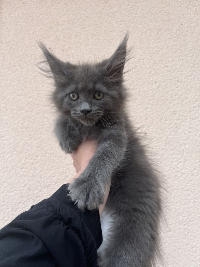 Chaton maine coon femelle blue loof #0