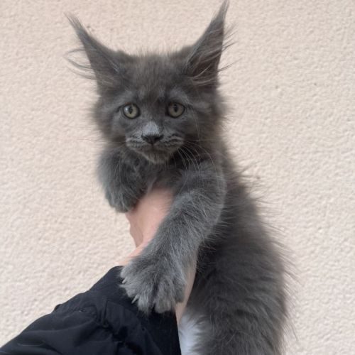 Chaton maine coon femelle blue loof