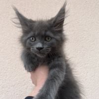 Chaton maine coon femelle blue loof #1
