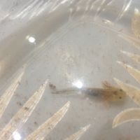 Bébé axolotl