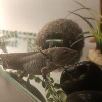 2 axolotl #3