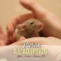 Pyrax, rat mâle