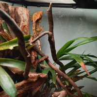 Gecko à crête male sub-adulte #1